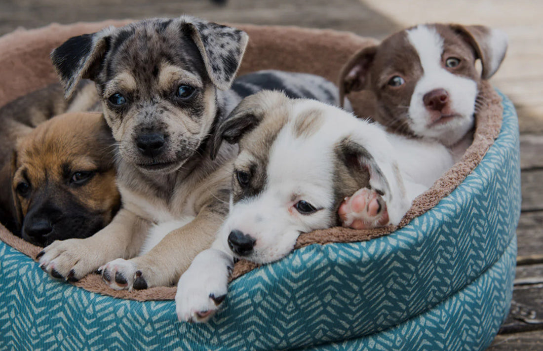 10 Dog-Friendly Beaches