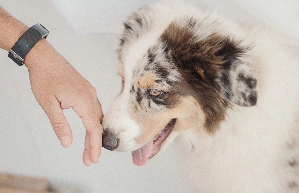 How Dogs Smell