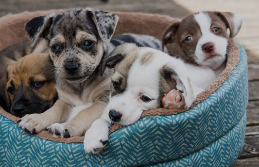 10 Dog-Friendly Beaches