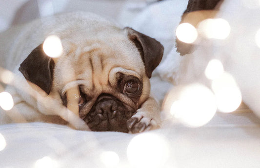 Pug Breed Specialties