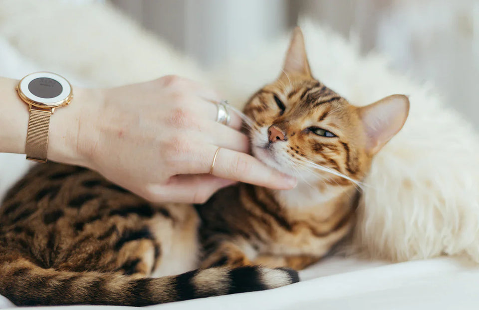 Pretty Little Kitten