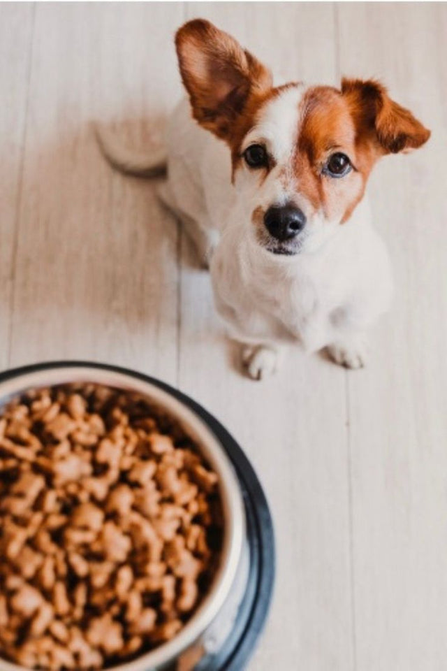 Wet food dog