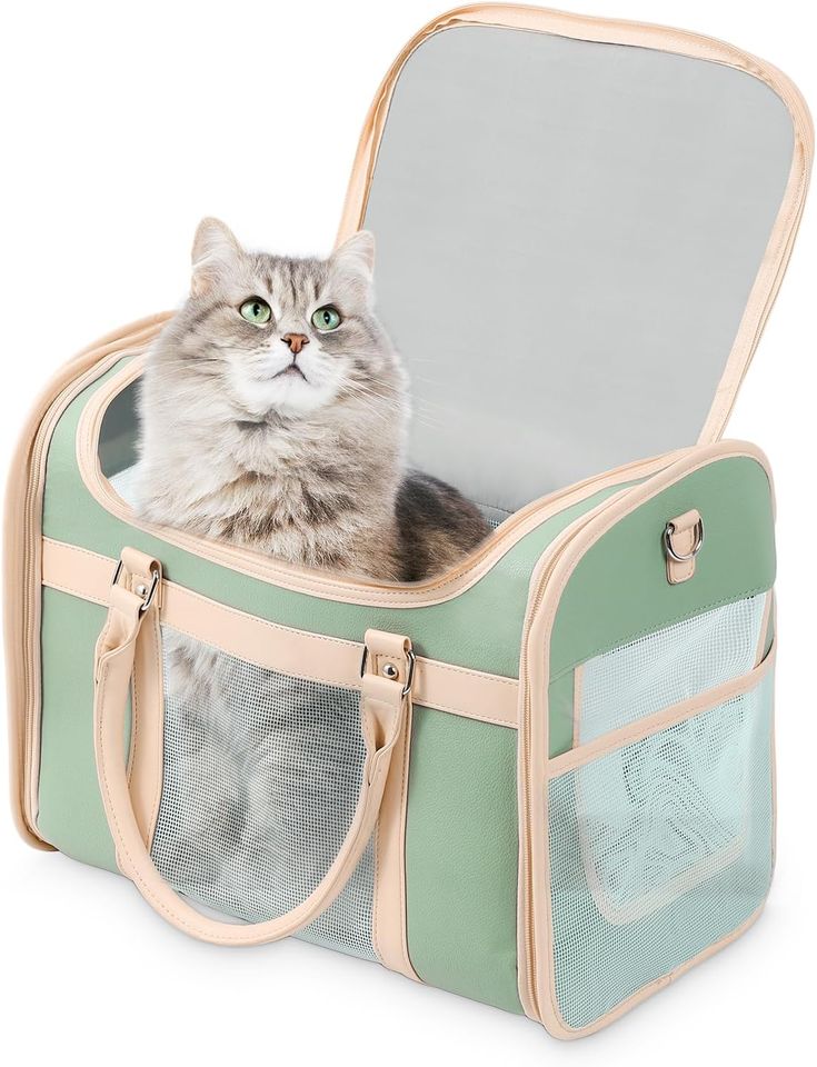 Accessories cat