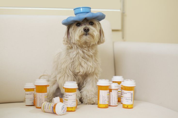 Medical dog