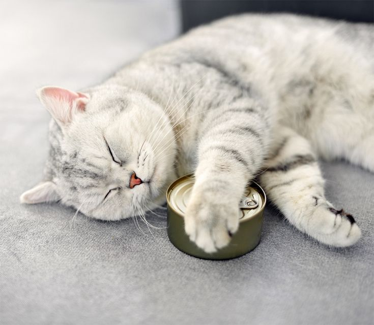 Wet food cat