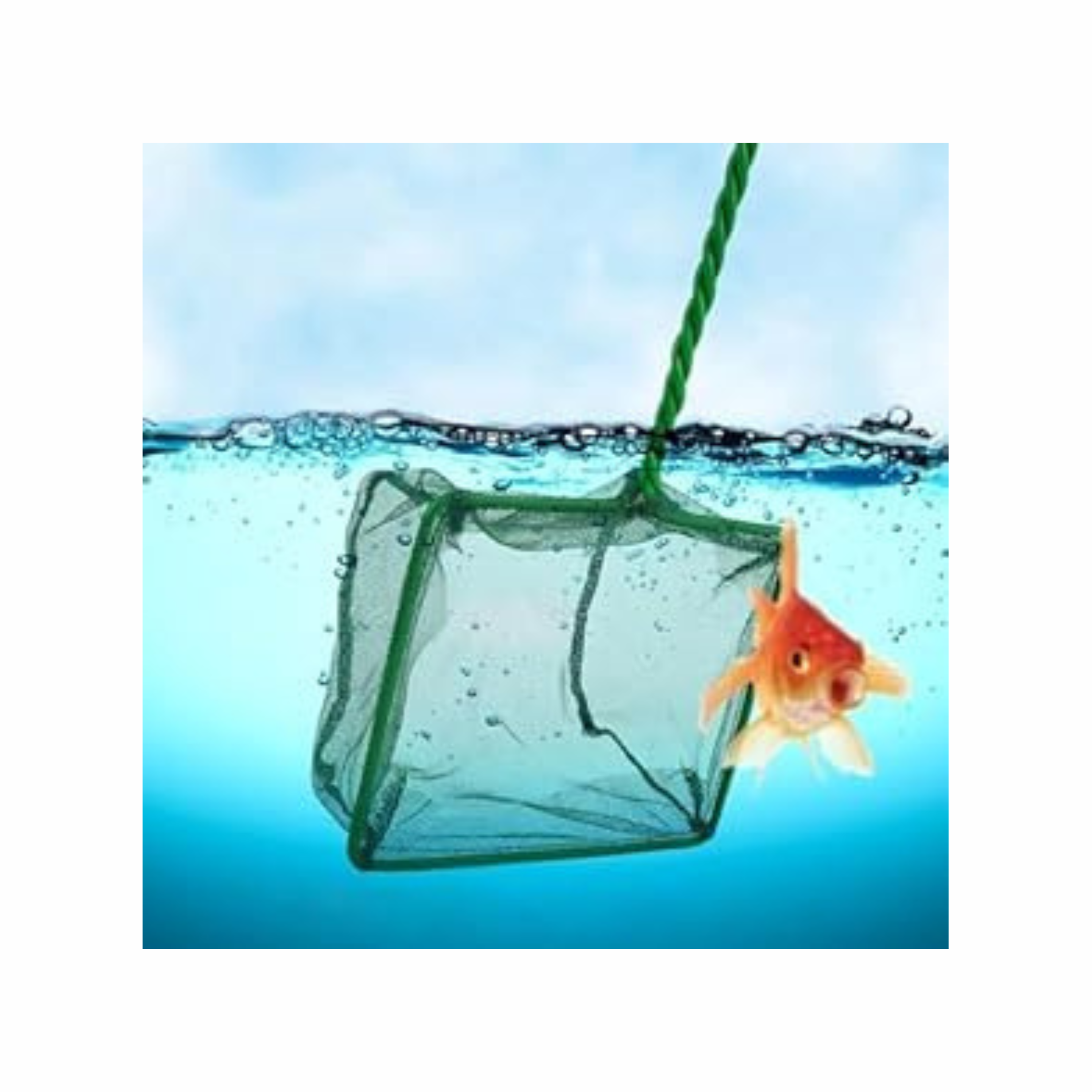 a trap for transporting fish from ponds – DegoPets